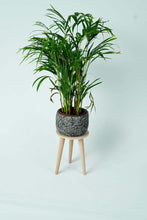 Load image into Gallery viewer, Wooden Multifunctional Plant Stand - Modern Home Decor, Wood Planter Holder for Flower Pots, For Living Room Bedroom Balcony Indoor and Outdoor - Kids Stool-(Natural)

