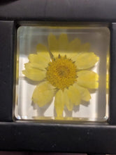 Load image into Gallery viewer, Real Daisy Flower Preserved in Resin, Valentine Gift, Couple Gift, Anniversary Gift - Pack of 2
