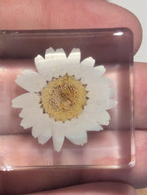 Load image into Gallery viewer, Real Daisy Flower Preserved in Resin, Valentine Gift, Couple Gift, Anniversary Gift - Pack of 2
