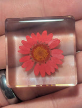 Load image into Gallery viewer, Real Daisy Flower Preserved in Resin, Valentine Gift, Couple Gift, Anniversary Gift - Pack of 2
